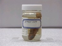 藏品(黑鰕虎)的圖片